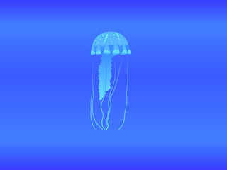 Jellyfish detailed illustration