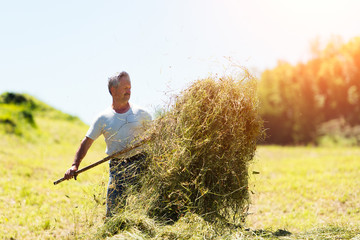 Man farmer turns the hay with a hay fork - obrazy, fototapety, plakaty