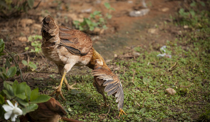 Animal life in nature, Chicken in the garden