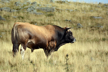 taureau Aubrac