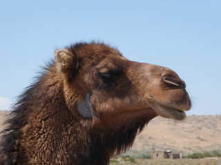 dromadaire du désert de Maranjab, Iran