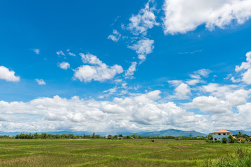 Rice Fields before farming with blue sky