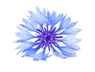 Blue Cornflower - Centaurea on a white background