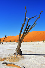 Deadvlei, Namib-Naukluft National Park, Namibia, Africa