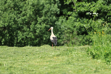 Obraz na płótnie Canvas Stork bird on the mowed meadow