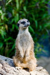 Erdmännchen in Nahaufnahme