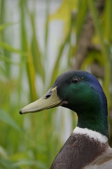 Stockente
Anas platyrhynchos