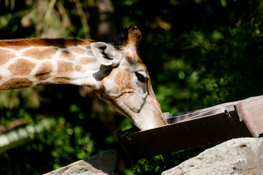 Fressende Giraffe in Nahaufnahme