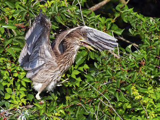 Juvenile Black-crowned Night Heron Carrying a Stick