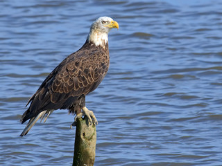 Bald Eagle sittin on a tree stump in the Bay