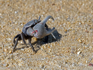 A Fiddler Crab on a Dirt Road