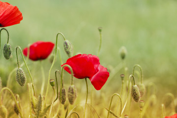 Naklejka premium Close up poppy head. red poppy. Red poppy flowers field, close u