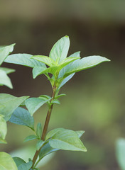 Fresh green basil and flower