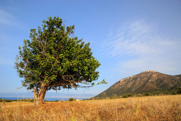 old olive tree on meadow