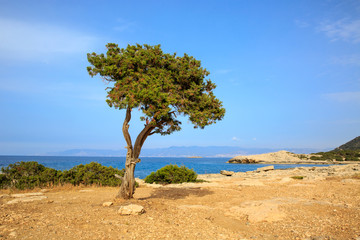 Fototapeta na wymiar alone tree on sea background