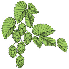 Hops.Sprig of hops. Engraving in black and white ,
green colors, icon or logo, ideal for beer labels and packaging etc. the Hop plant, a plant that is used in the brewery of beer. Vector illustration