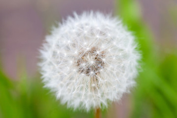 fluffy white dandelion macro photo