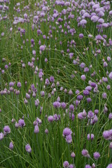 Fototapeta premium Schnittlauch Allium schoenoprasum