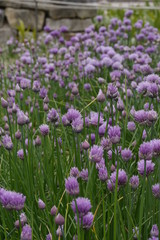 Schnittlauch
Allium schoenoprasum