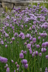 Schnittlauch
Allium schoenoprasum