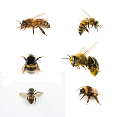Bees 