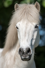 Obraz premium Ein schöner weißer Isländer Hengst . Mit toller Mähne.