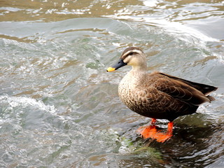 川の中のカルガモ