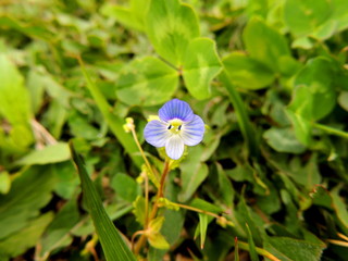 オオイヌノフグリの花