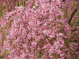 満開のシダレザクラ