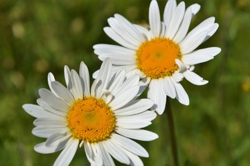 Fototapeta premium Oxeye Daisies (Leucanthemum vulgare).