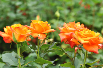 Obraz na płótnie Canvas Beautiful Orange Roses Flowers In Nature