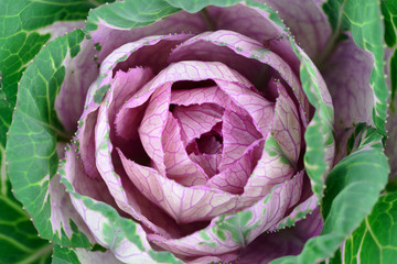 Fototapeta premium Cabbage