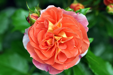 Beautiful Orange Rose In Nature In The Garden