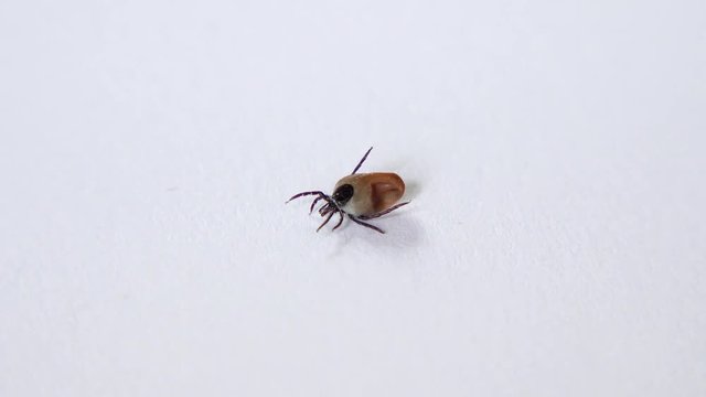 Zecke auf wei&szlig;