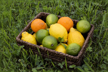 fruits basket season 2 fruits for weight loss fruits basket season 2 fruits for weight loss