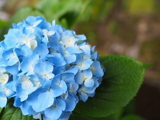 水色のアジサイ　OLYMPUS DIGITAL CAMERA