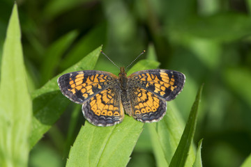 Butterfly 2016-65 / Tiny butterfly captured in the woods.