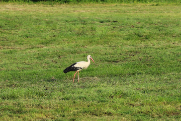Stork bird on the mowed meadow