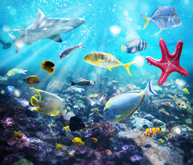 Życie morskie, fototapeta 3D - obrazy, fototapety, plakaty