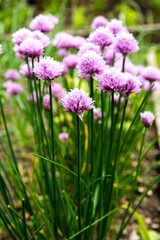 Blossoming chives in vegetable garden