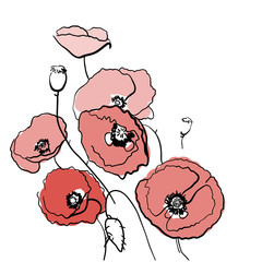Sketch of poppy flower