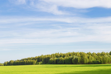 Fototapeta premium field of green ears and cloudy sky.