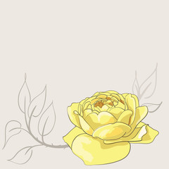 Sketch of yellow rose