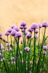 Blossoming chives in vegetable garden