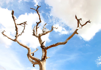 Northeast Thai deadwood and dry tree with thick branches