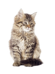 tabby kitten looking