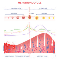 scheme of the menstrual cycle