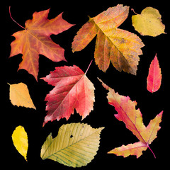 Collection of autumn leaves isolated on black background