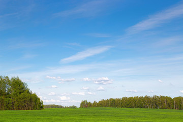 Fototapeta premium field of green ears and cloudy sky.