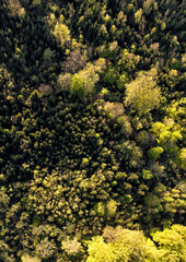 Wald im Sonnenuntergang von oben topshot